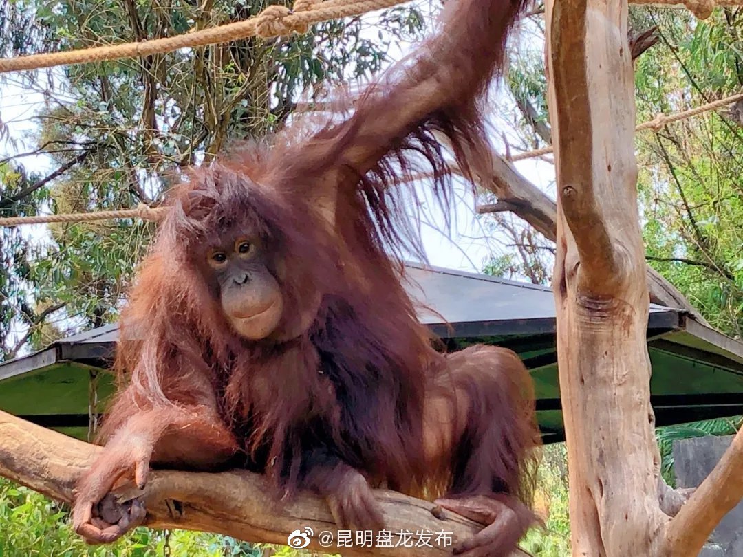 “昆明盘龙发布”微博