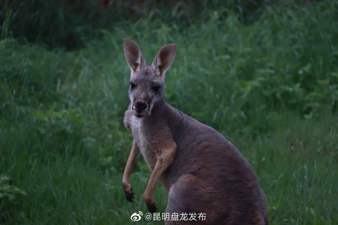 “昆明盘龙发布”微博