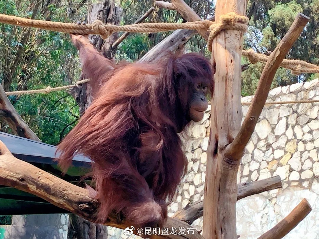 “昆明盘龙发布”微博