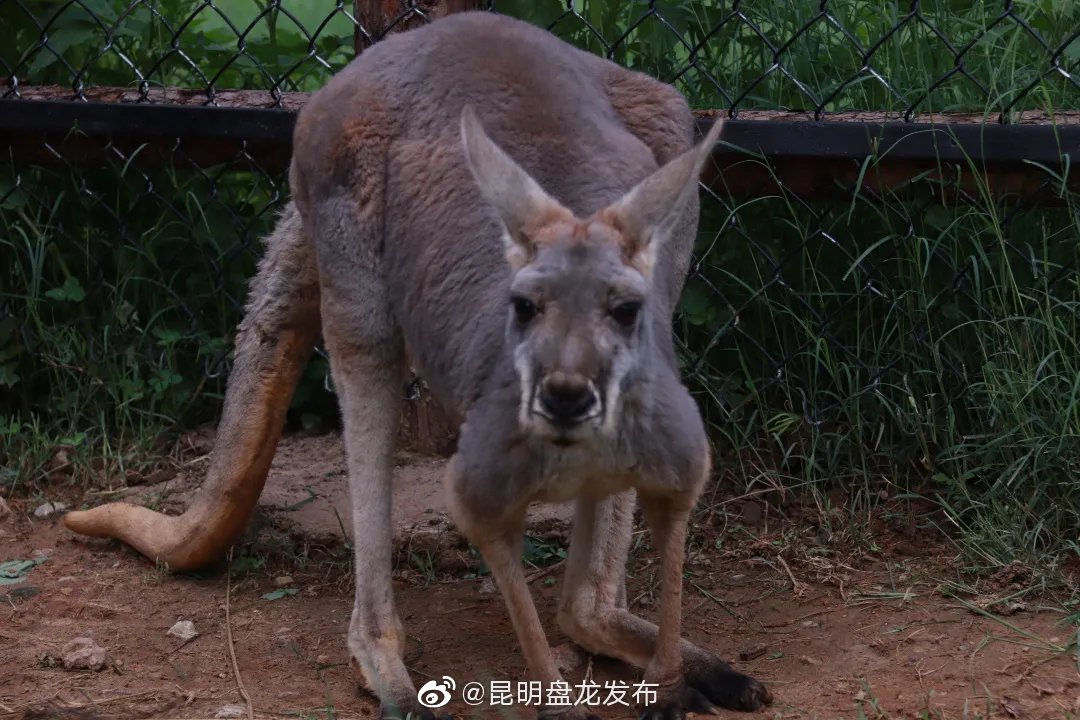 “昆明盘龙发布”微博