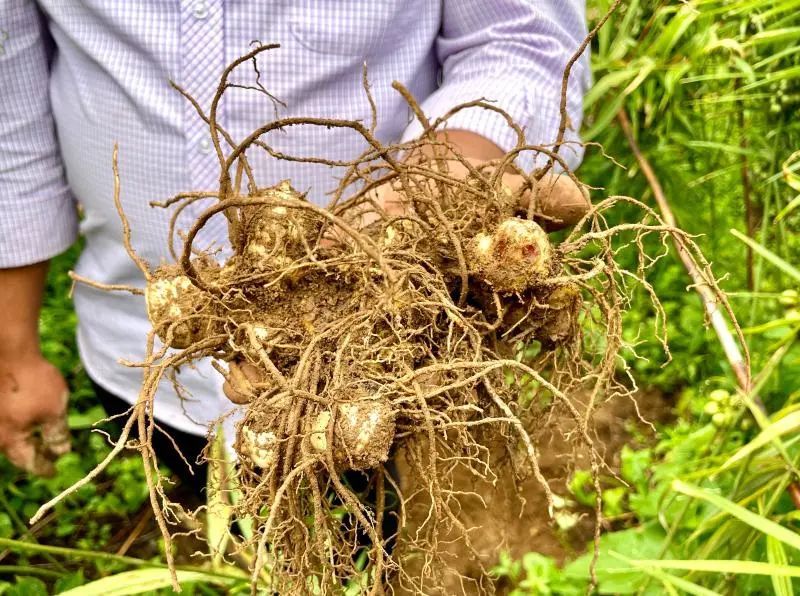 云南楚雄网(微信)