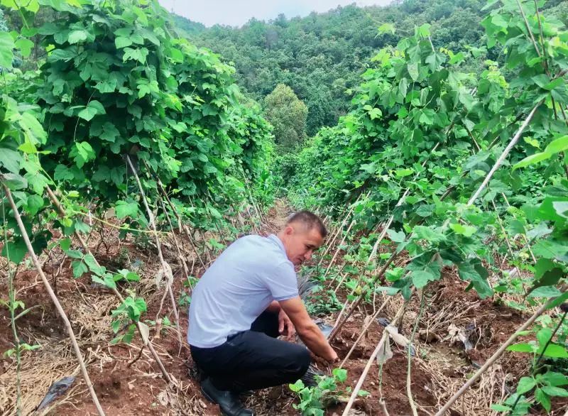 云南楚雄网(微信)