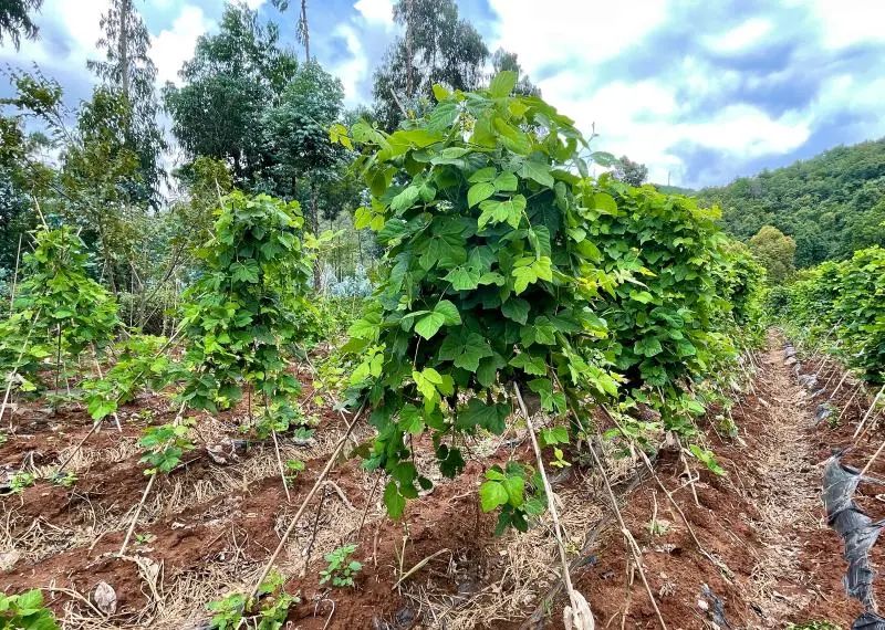 云南楚雄网(微信)