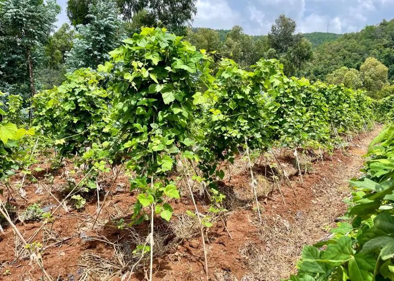 云南楚雄网(微信)