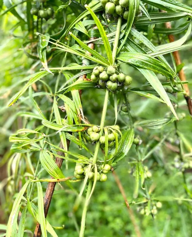 云南楚雄网(微信)