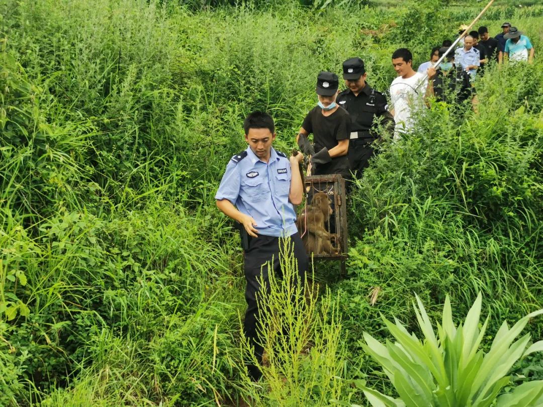 丽江日报(微信)