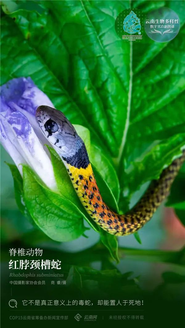 云南省人民政府网