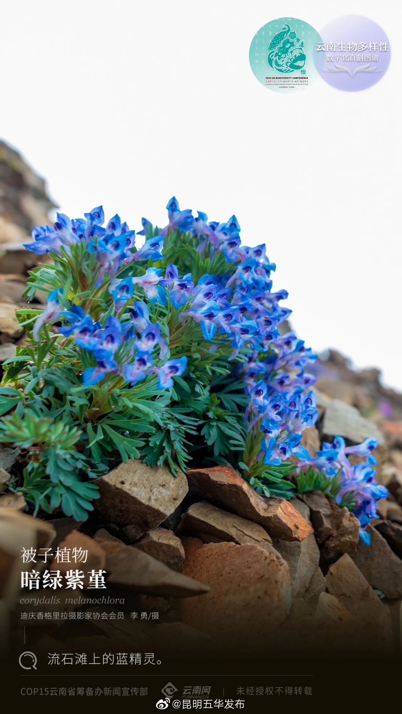 被子植物·暗绿紫堇：流石滩上的蓝精灵