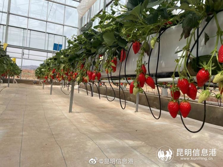 昆明信息港微博