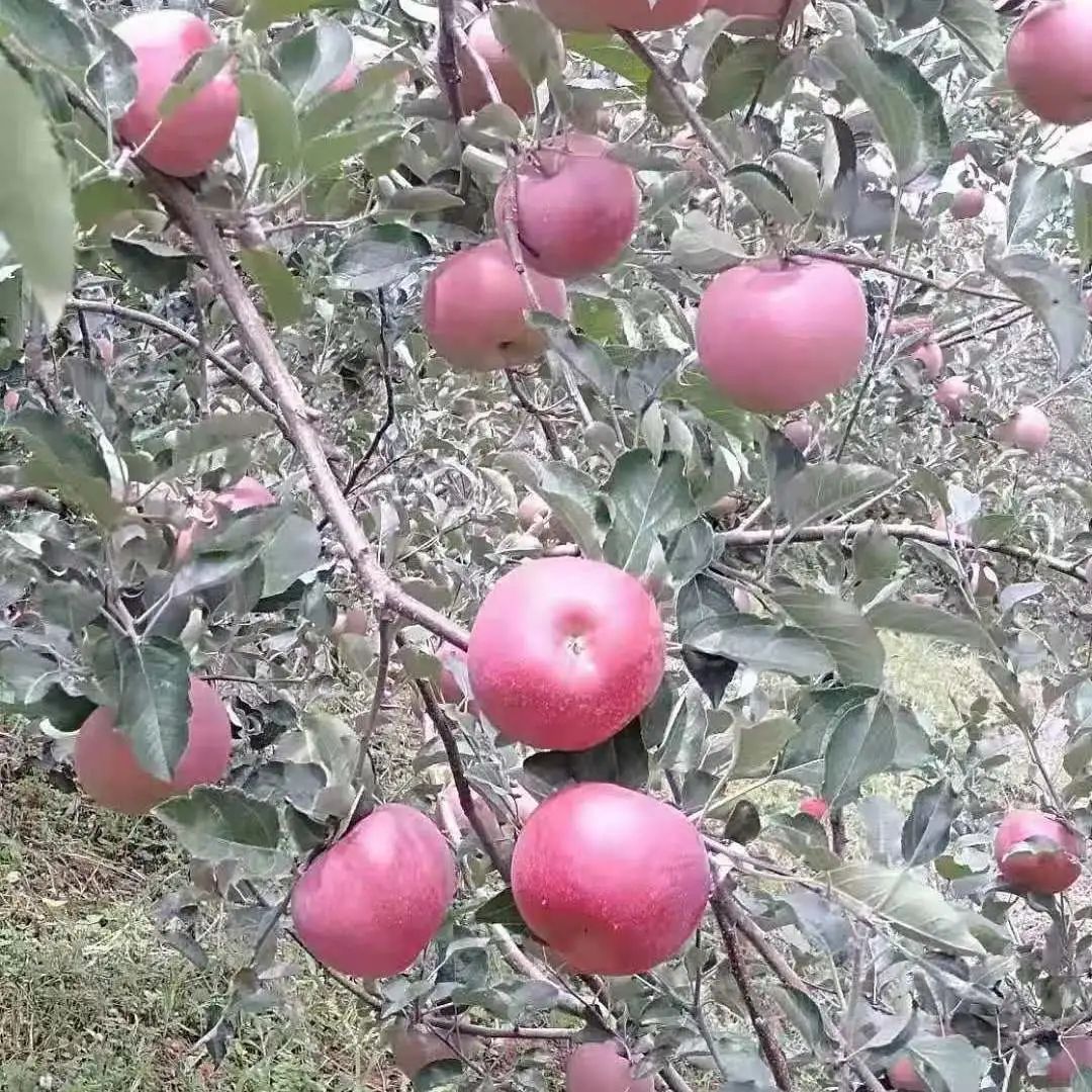 丽江日报(微信)