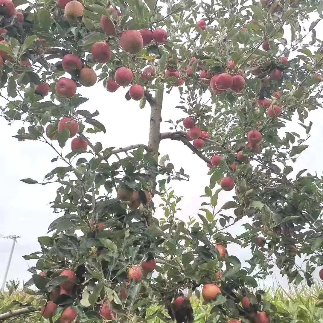 丽江日报(微信)