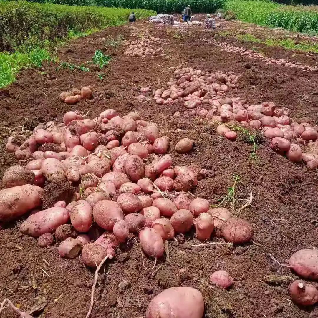 丽江日报(微信)