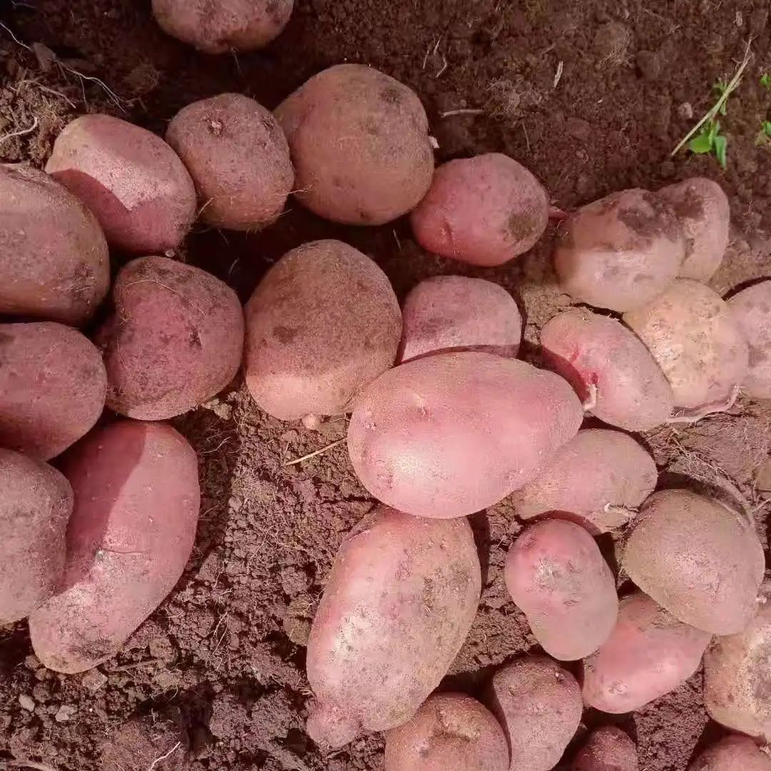 丽江日报(微信)