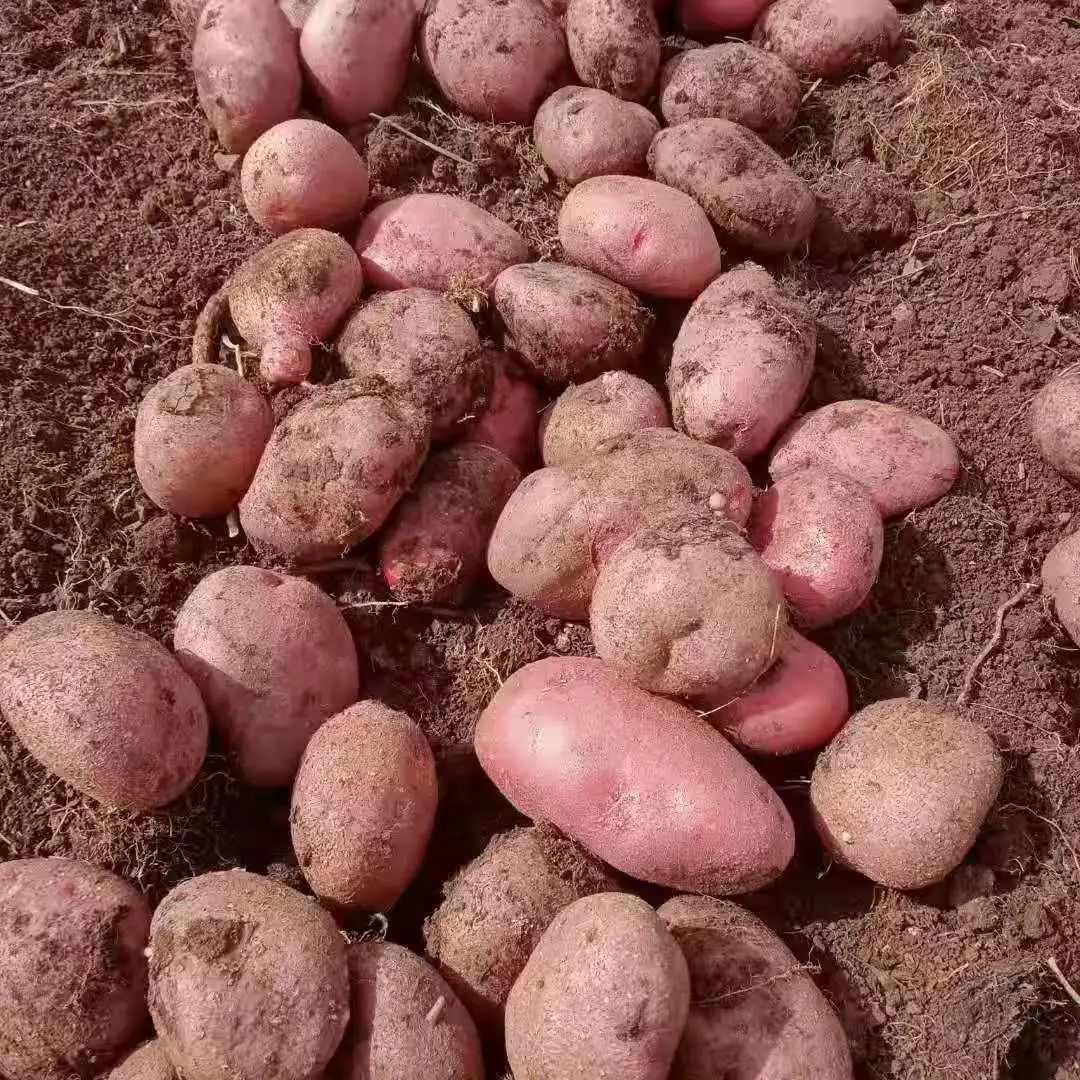 丽江日报(微信)