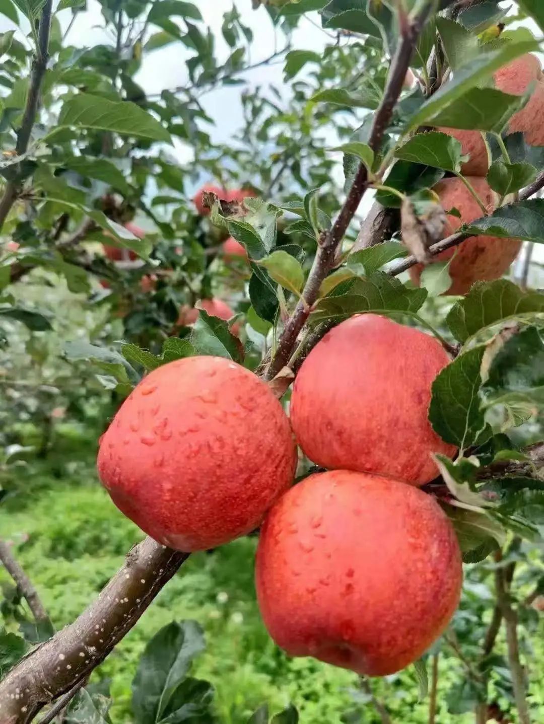 丽江日报(微信)