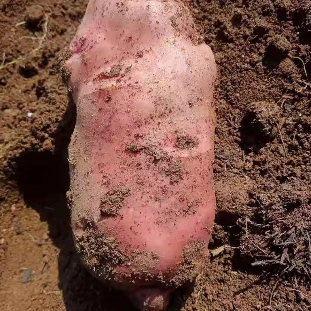 丽江日报(微信)