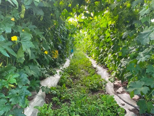 丽江日报(微信)