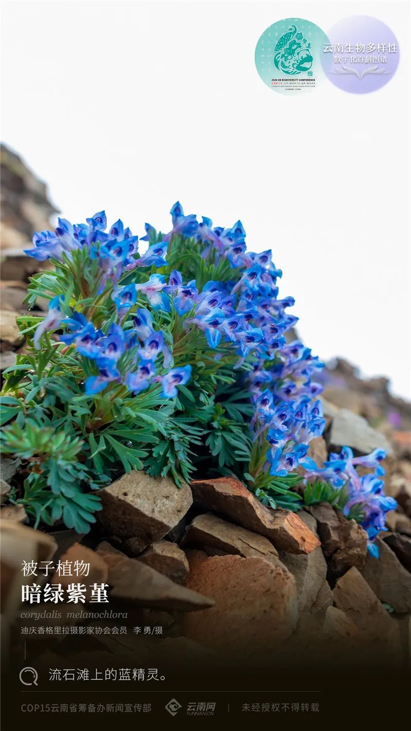 云南省人民政府网