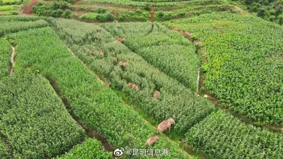 云南这地有个“大象食堂”，一到下午5点它们准时来吃喝……