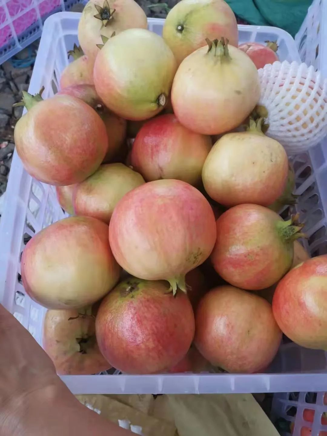 丽江日报(微信)