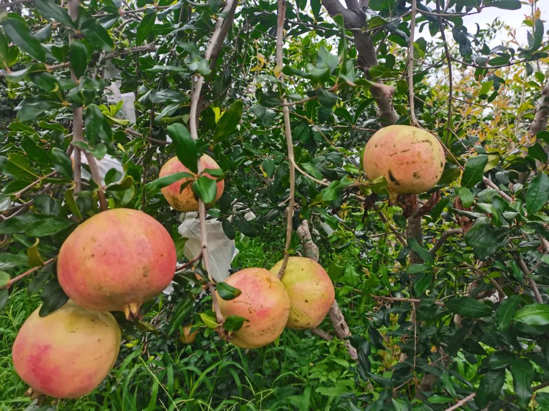 丽江日报(微信)