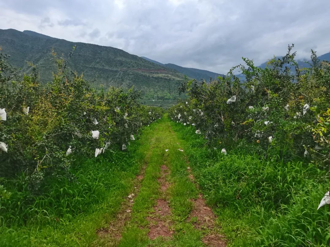 丽江日报(微信)