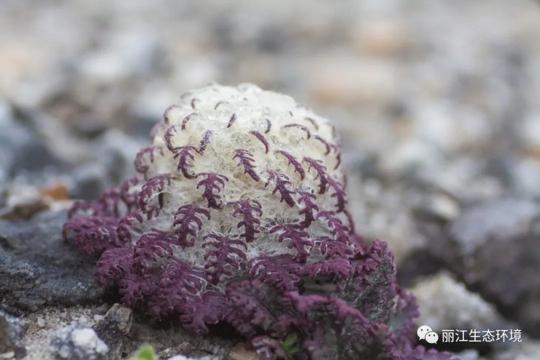 丽江日报(微信)