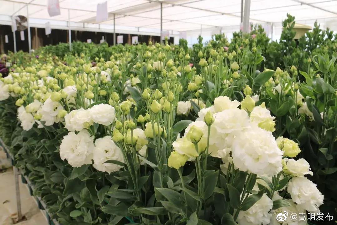 “嵩明发布”微博