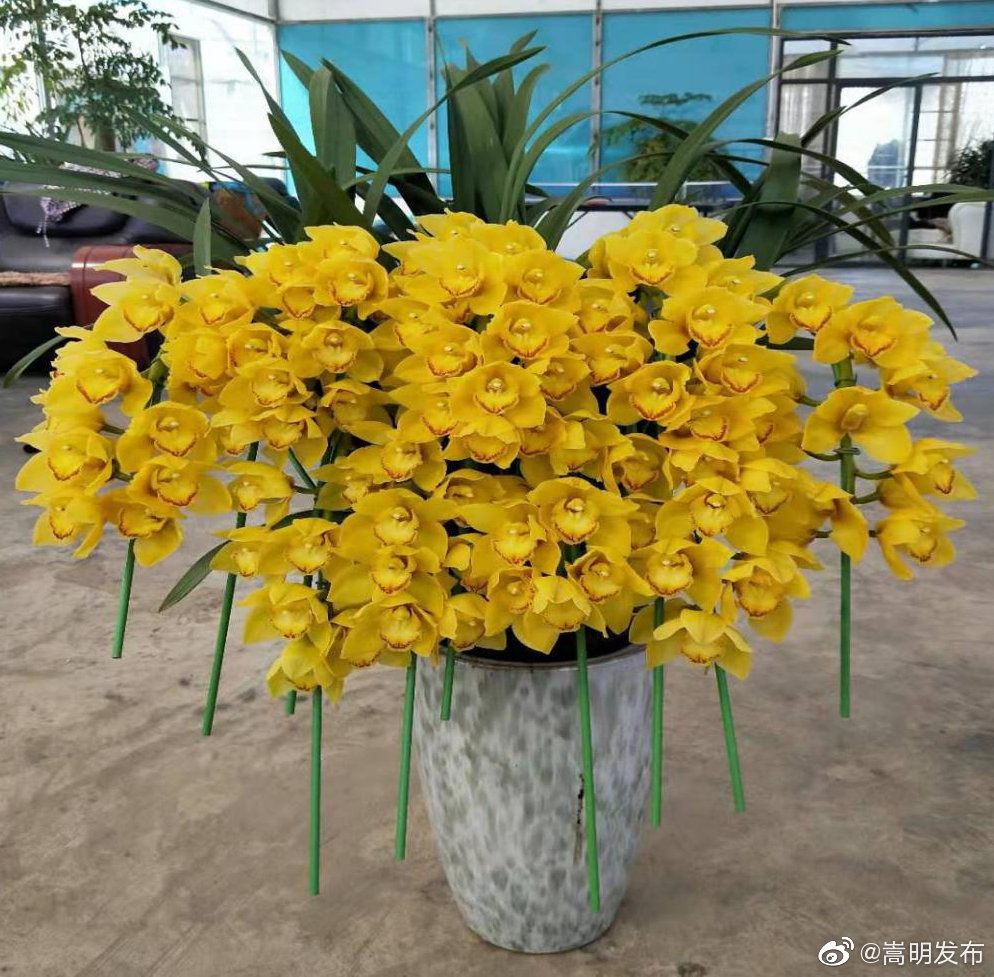 “嵩明发布”微博