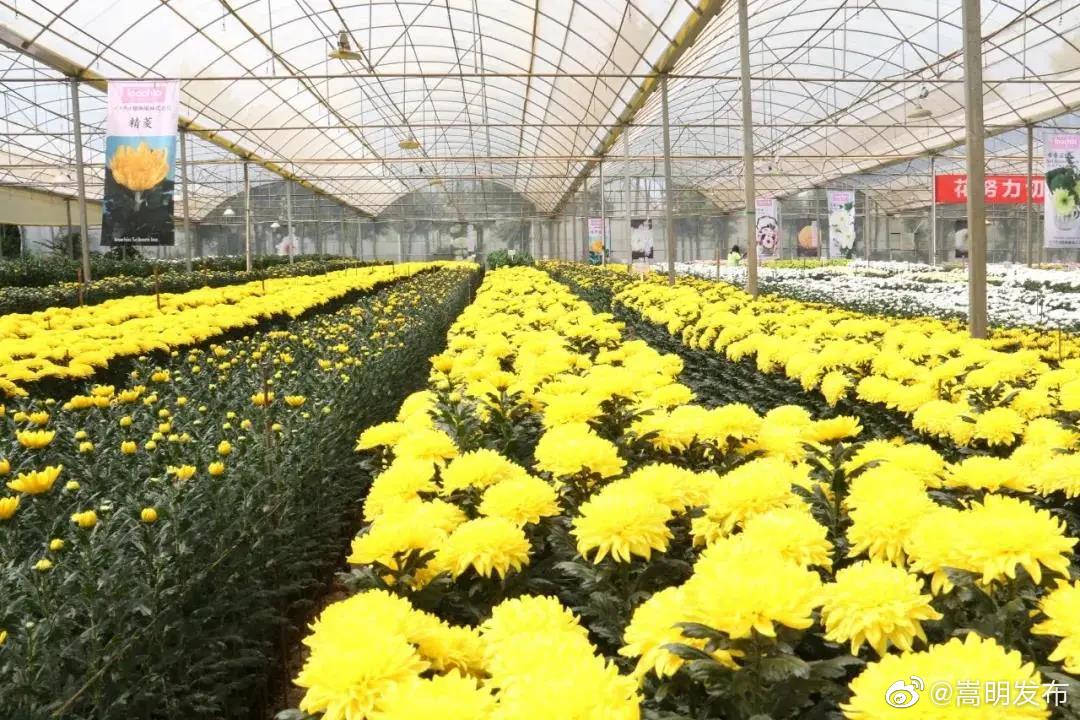 “嵩明发布”微博