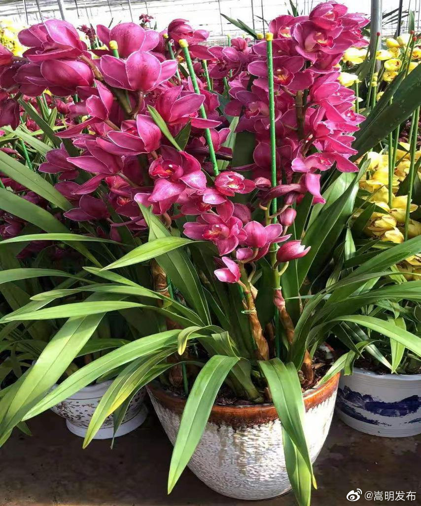 “嵩明发布”微博