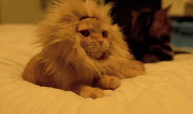 “昆明市西山区发布”微博