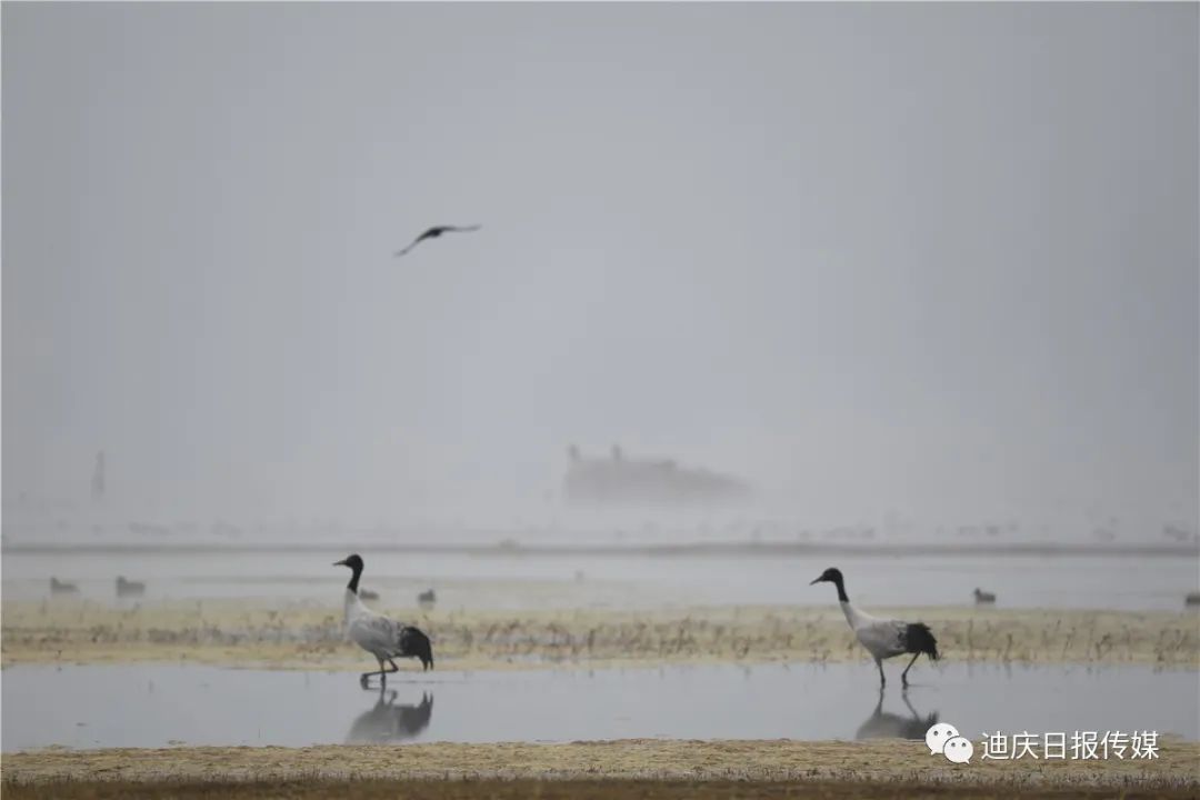 迪庆日报传媒(微信)