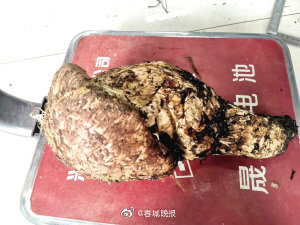 重0.88千克！丽江一朵松茸卖了2800元