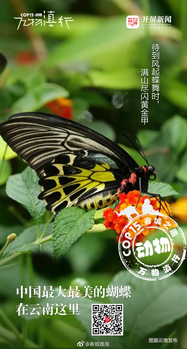 中国最大最美的蝴蝶！