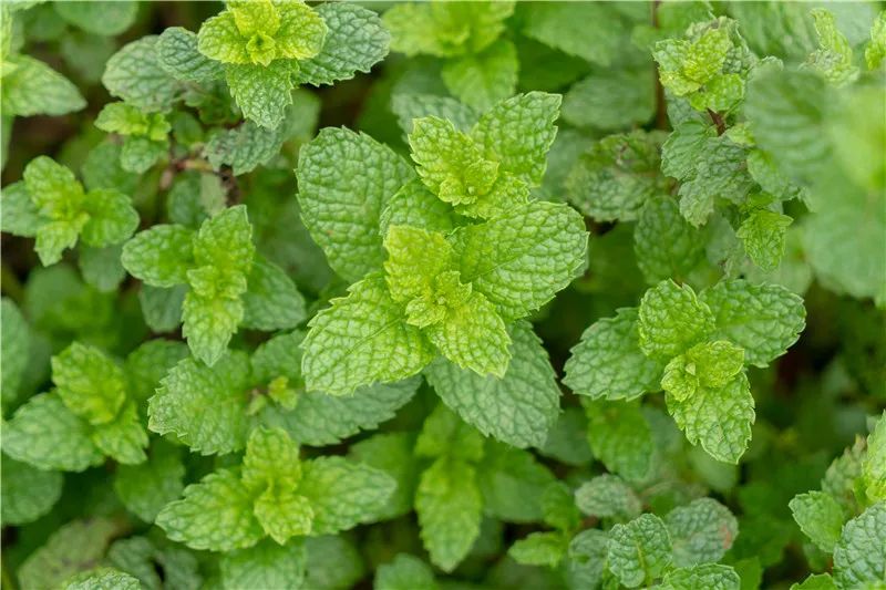 红河文旅(微信)