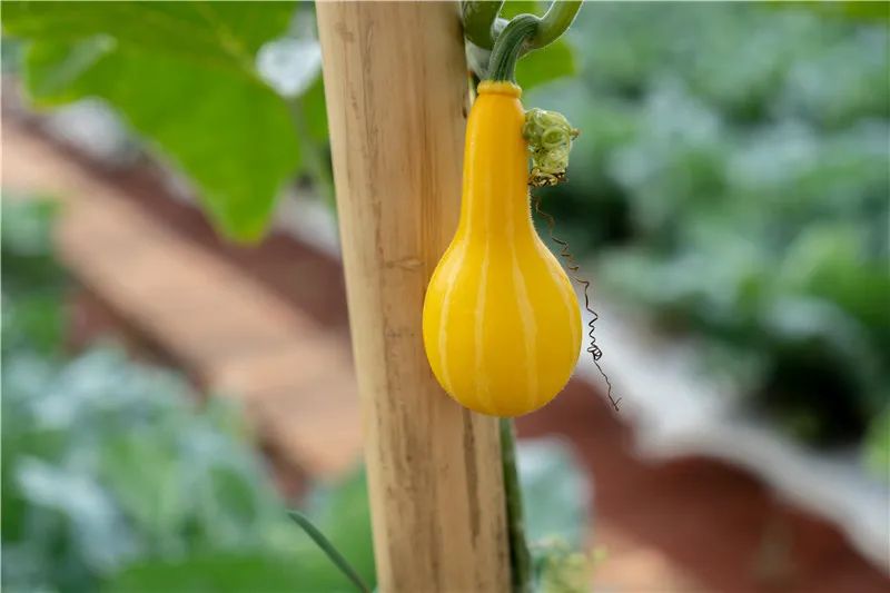 红河文旅(微信)