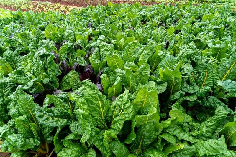 红河文旅(微信)