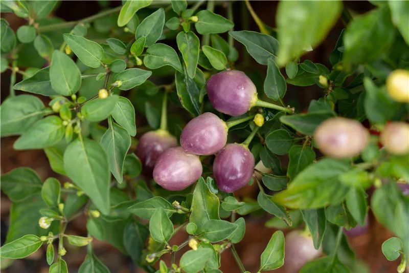 红河文旅(微信)