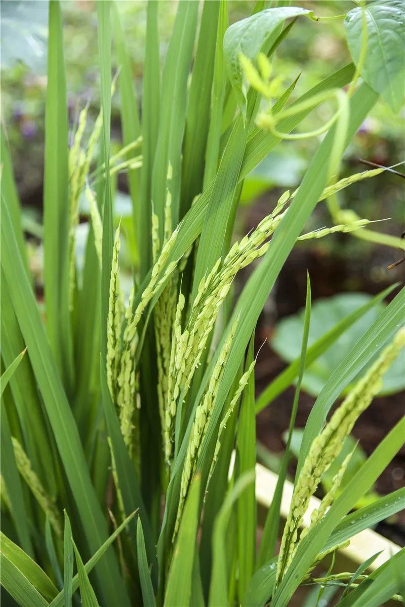 红河文旅(微信)