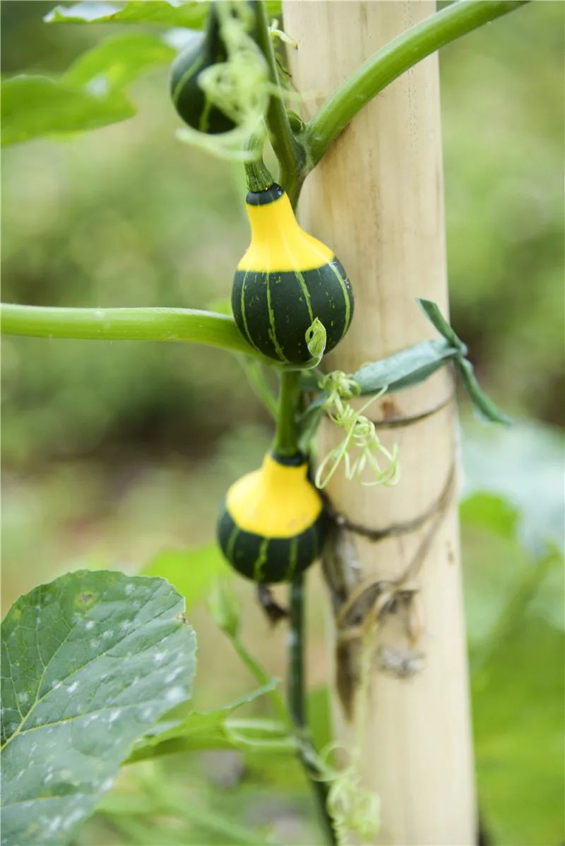 红河文旅(微信)