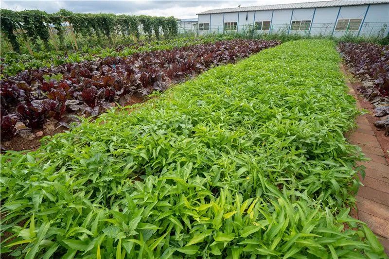 红河文旅(微信)