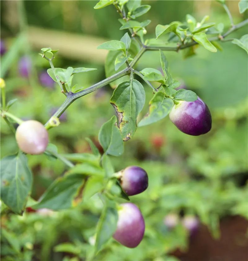 红河文旅(微信)