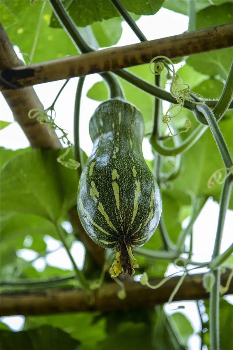 红河文旅(微信)