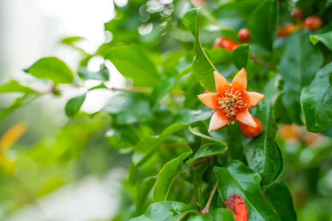 云南中医药大学第二附属医院(微信)