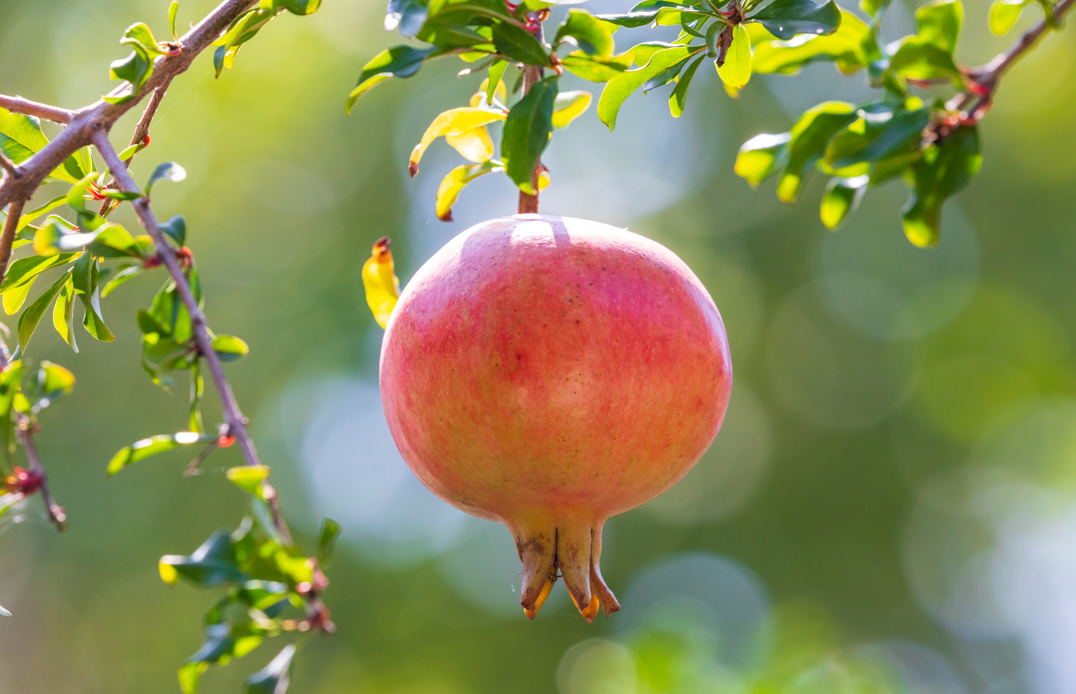 云南中医药大学第二附属医院(微信)
