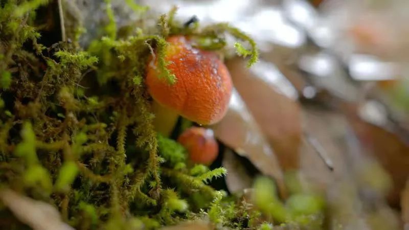 云南楚雄网(微信)