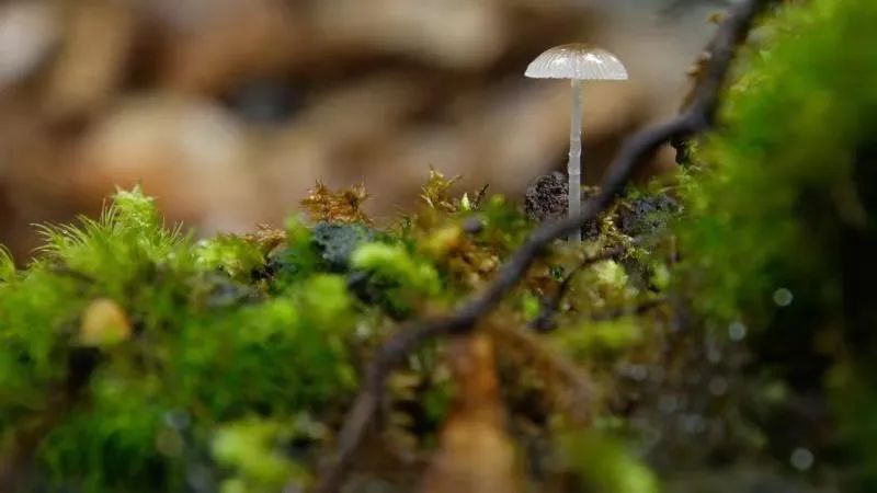 云南楚雄网(微信)