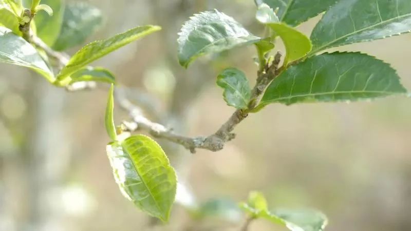 云南楚雄网(微信)