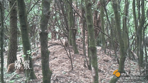 云南楚雄网(微信)